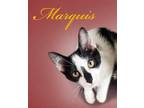 Adopt Marquis A All Black Domestic Shorthair / Domestic Shorthair / Mixed Cat In