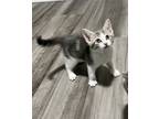 Adopt Antony a Gray or Blue (Mostly) Domestic Shorthair (short coat) cat in