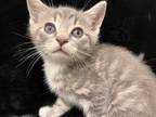 Adopt Benedict a Gray, Blue or Silver Tabby Domestic Shorthair (short coat) cat