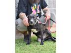 Adopt CONNER a Black Labrador Retriever / American Pit Bull Terrier / Mixed dog