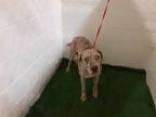 Adopt CLINT a Tan/Yellow/Fawn Catahoula Leopard Dog / Mixed dog in Winter Haven