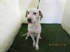 Adopt PASCAL a White - with Black Dalmatian / Mixed dog in Winter Haven