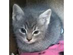 Adopt Winnie A Gray Or Blue Domestic Shorthair / Domestic Shorthair / Mixed Cat
