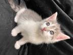 Adopt Wrigley a Brown Tabby Domestic Shorthair (short coat) cat in Greensboro