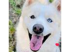 Adopt Bronson a Tan/Yellow/Fawn Siberian Husky / Samoyed / Mixed dog in Oakland