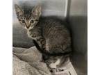 Adopt Zani A Gray Or Blue Domestic Shorthair / Domestic Shorthair / Mixed Cat In