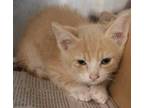Adopt Yap A Orange Or Red Domestic Shorthair / Domestic Shorthair / Mixed Cat In