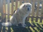 Adopt Clyde a White Great Pyrenees dog in Crystal River, FL (34741116)