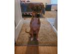 Adopt Malachi a Brown/Chocolate - with Tan Hound (Unknown Type) / Pit Bull