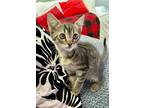 Adopt Tamara (new) a Brown Tabby Domestic Shorthair / Mixed (short coat) cat in