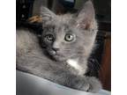 Adopt Joy a Gray or Blue Domestic Shorthair / Mixed (short coat) cat in