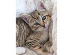 Adopt Topaz a Brown Tabby Domestic Shorthair (short coat) cat in North Babylon