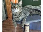Adopt Edison a Brown Tabby Domestic Shorthair / Mixed (short coat) cat in
