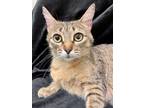 Adopt Fena a Brown Tabby Domestic Shorthair (short coat) cat in Greensboro