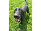 Adopt JUMANJI a Labrador Retriever / Mixed dog in Wintersville, OH (34736454)