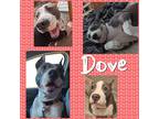Adopt Dove a Gray/Silver/Salt & Pepper - with White Pit Bull Terrier dog in