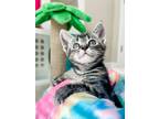 Adopt Mariana a Brown Tabby Domestic Shorthair (short coat) cat in Greensboro