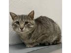 Adopt Dr. Avery (Shelter Given Name) a Gray or Blue Domestic Shorthair /