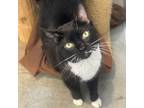 Adopt Fiona a All Black Domestic Shorthair / Domestic Shorthair / Mixed cat in