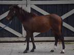 Adopt Walnut a Bay Pony - Other / Grade horse in Nicholasville, KY (34740981)