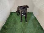 Adopt MILLIE a Black - with White Labrador Retriever / Mixed dog in Winter