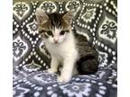Adopt Dodger a Brown Tabby Domestic Shorthair (short coat) cat in Greensboro