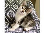 Adopt Camden a Brown Tabby Domestic Shorthair (short coat) cat in Greensboro