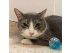 Adopt Federer a Gray or Blue Domestic Shorthair / Domestic Shorthair / Mixed cat