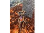 Adopt Bailey a Tan/Yellow/Fawn Belgian Malinois / Black Mouth Cur dog in