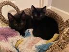 Adopt BABY JAGUAR a All Black Domestic Shorthair / Mixed cat in Kennesaw