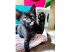 Adopt Davia a All Black Domestic Shorthair (short coat) cat in Greensboro