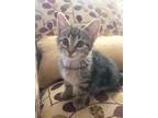 Adopt Dash a Brown Tabby Domestic Shorthair (short coat) cat in Greensboro
