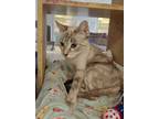 Adopt Lola Quincy A Spotted Tabby/Leopard Spotted Siamese / Mixed Cat In