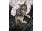 Adopt Lexii a Calico or Dilute Calico Calico / Mixed (short coat) cat in