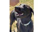 Adopt Tank a Labrador Retriever / Greyhound dog in Pleasant Hill, CA (34738587)