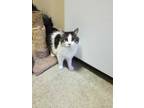 Adopt Pixie & Luna a Spotted Tabby/Leopard Spotted Domestic Longhair cat in