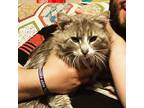 Adopt Cola Lindahl A Brown Tabby Domestic Longhair / Mixed Cat In Mackinaw