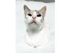 Adopt Cassie a White (Mostly) Siamese (short coat) cat in Greensboro