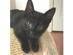 Adopt Isabella a All Black Domestic Shorthair / Domestic Shorthair / Mixed cat
