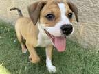 Adopt Darla a Hound (Unknown Type) / Retriever (Unknown Type) / Mixed dog in