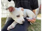Adopt Oliver3 a White - with Tan, Yellow or Fawn Jack Russell Terrier / Cattle
