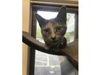 Adopt Ash a Gray or Blue Domestic Shorthair / Domestic Shorthair / Mixed cat in