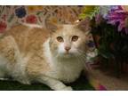 Adopt Dynamite a White Domestic Shorthair / Domestic Shorthair / Mixed cat in