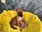 Adopt ROCKET a Brown/Chocolate - with White Basenji / Mixed dog in Winter Haven