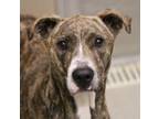 Adopt 50121798 a Brindle - with White Whippet / Mixed Breed (Medium) / Mixed dog