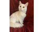 Adopt Elsa a White Domestic Mediumhair / Domestic Shorthair / Mixed cat in