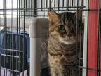 Adopt Ruby a Brown or Chocolate Domestic Shorthair / Domestic Shorthair / Mixed