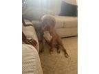 Adopt Ruby a Tan/Yellow/Fawn American Pit Bull Terrier / Mixed dog in Wesley