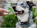 Adopt Burt a White - with Black Australian Cattle Dog / Great Pyrenees / Mixed