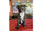 Adopt Seymour a Black Australian Cattle Dog / Mixed dog in Visalia
